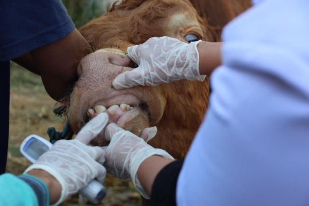 Malta Implements Emergency Import Ban Following Foot-and-Mouth Disease Alert
