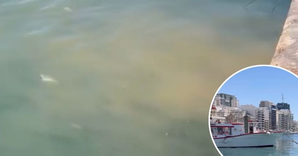 Sewage Discharge Spotted at Sliema Ferries Raises Environmental Concerns